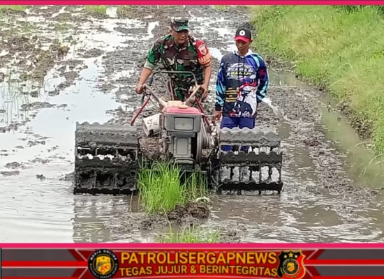 Mewujudkan Ketahanan Pangan Babinsa Desa Suruh: Pendampingan Produktivitas Petani Dari Masa Tanam Hingga Panen