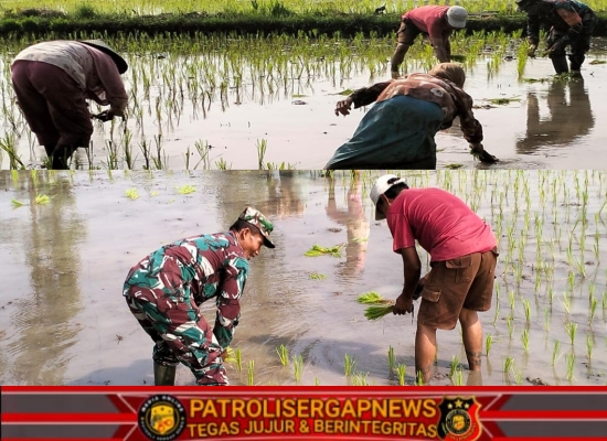 Babinsa Desa Jimbe Dampingi Petani Tanam Padi Musim Kedua Di Kademangan Blitar